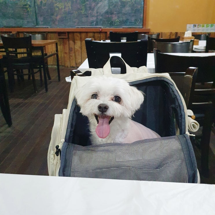  강아지이동가방 견주가 편한 강아지이동백팩 구루구루 위고백 핏