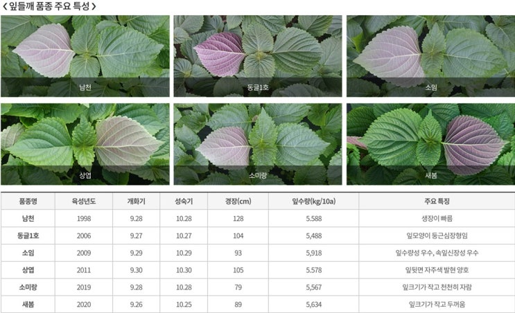 [잎 들깨]잎 들깨의 특성과 품종 및 이용