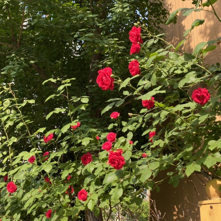  5월 첫째 주 일상