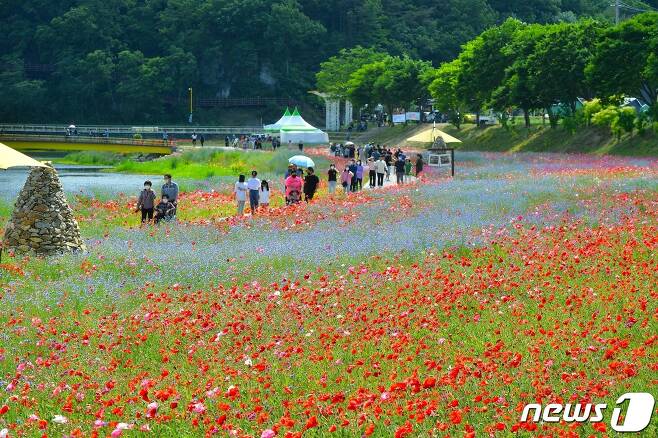 10억 송이 봄꽃, 장성 황룡강 꽃길 축제..