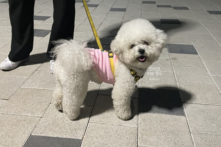 강아지 산책 시기와 시간 어느 정도가 적당할까 (아기 강아지 첫 산책 시기는?)