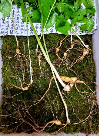 심봤다... 덕유산 100년 넘은 모삼 등 천종산삼 8뿌리 발견... 심봤다... 덕유산 100년 넘은 모삼 등 천종산삼 8뿌리 발견...