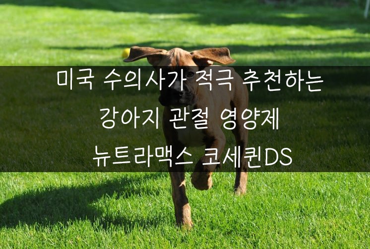 수의사가 추천하는 강아지 관절 영양제는? 뉴트라맥스 코세퀸 DS 추천