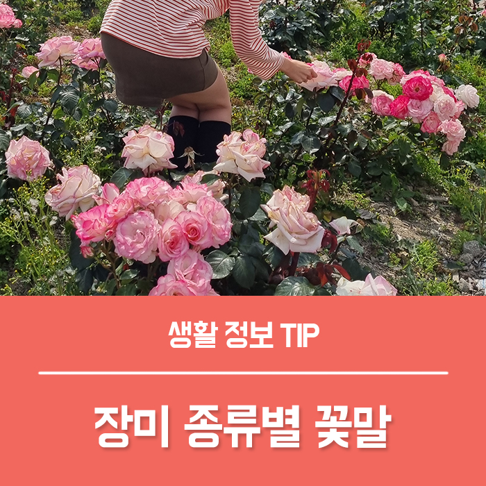  장미 종류별 꽃말 (노란 / 주황색 / 분홍 / 하얀 / 파란 / 보라색 / 핑크색 / 흰색)