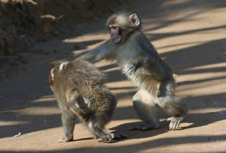 원숭이두창 전염. 왜 이슈가 되고 있는가? 원숭이두창 원인, 관련주, 전망 등등