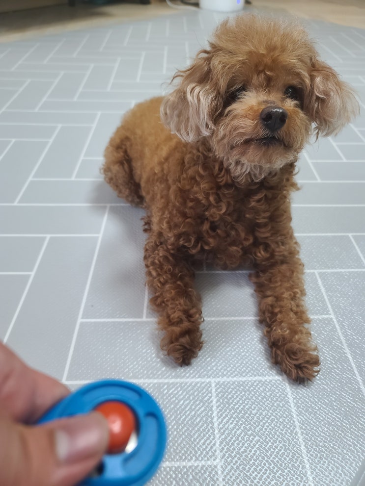  강아지 클리커 어떻게 사용해야 되나요? 클리커 교육 알아보기!