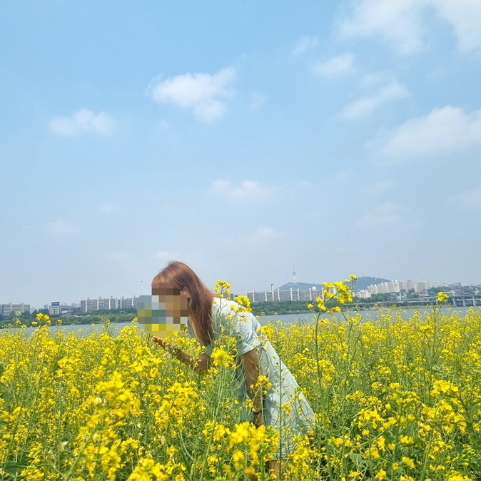 반포 서래섬 유채꽃 시기와 명소 가는방법 서울꽃구경