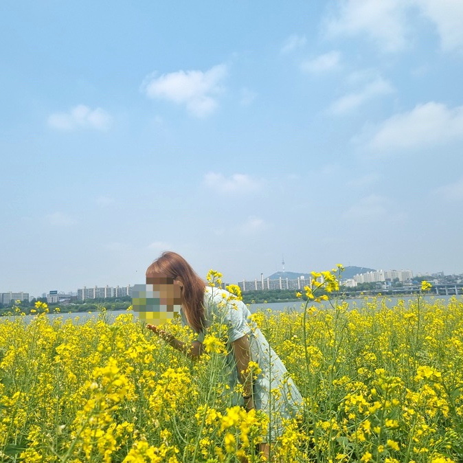 반포 서래섬 유채꽃 시기와 명소 가는방법 서울꽃구경