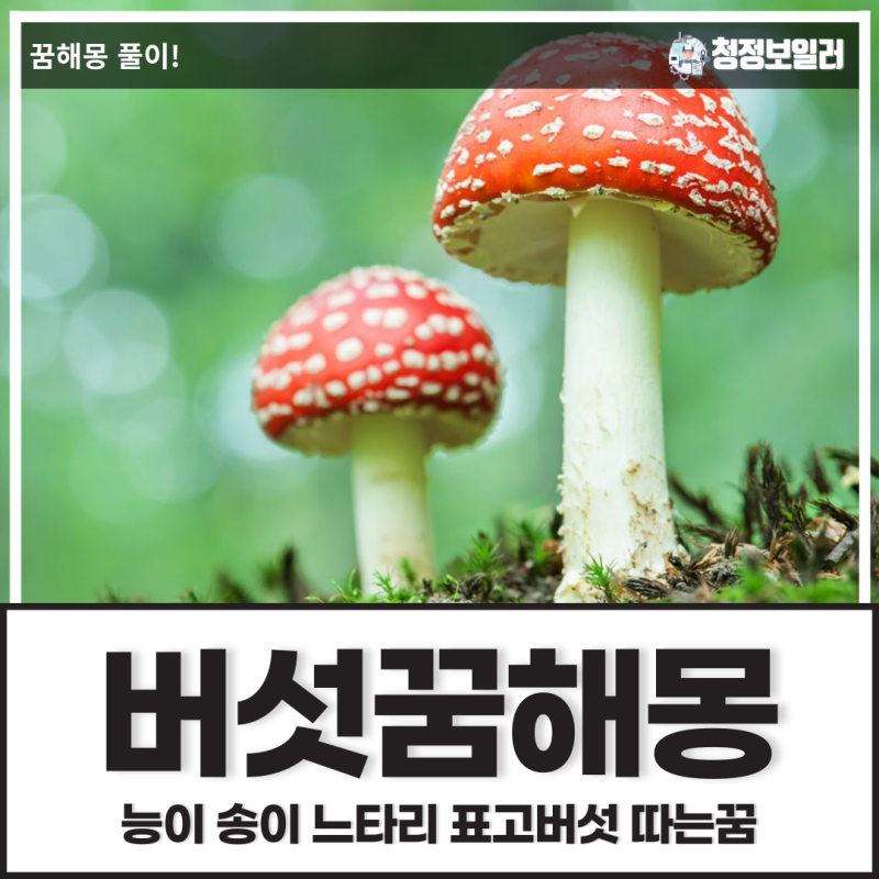[버섯꿈] 능이 송이 느타리 표고버섯 따는꿈 같은 버섯꿈해몽 풀이