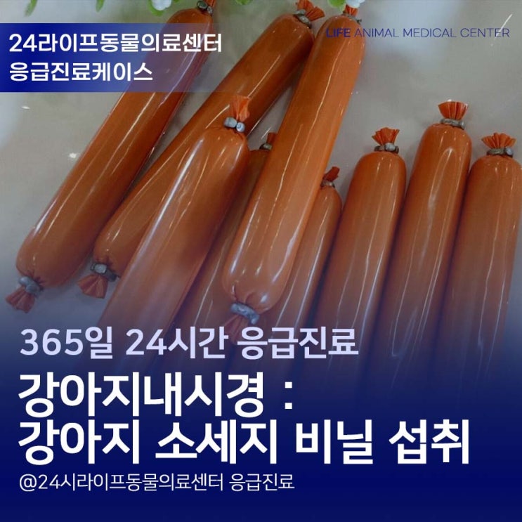 대구 강아지 내시경 : 강아지가 소세지 비닐을 먹었어요 / 대구24시동물병원 응급진료