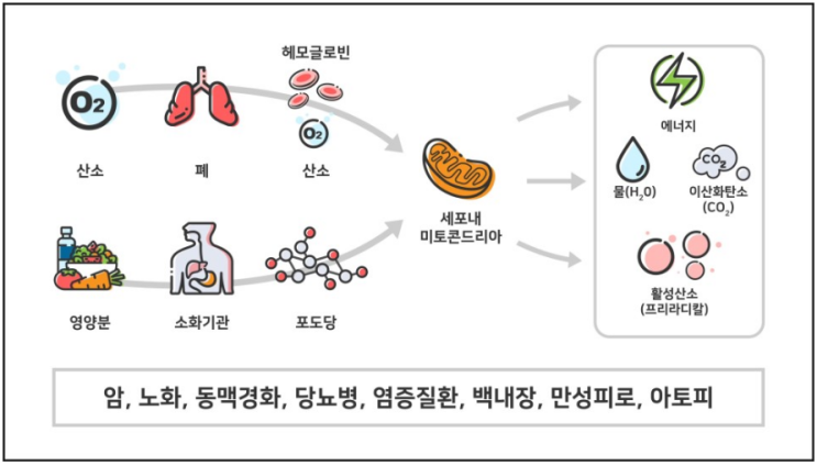  활성산소의 발생량이 늘면? (1)