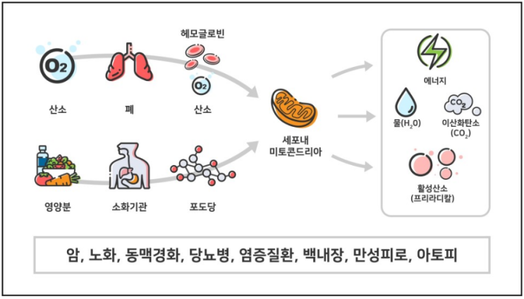 활성산소의 발생량이 늘면? (1)