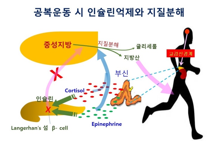  아침식전 운동, 공복운동의 득과 실, 혈당과 인슐린, 지질동원