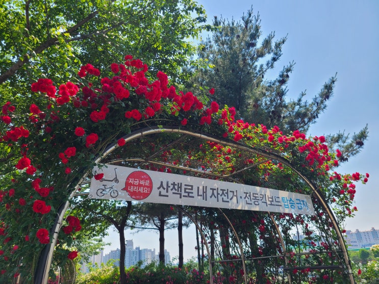 서울, 중랑, 7호선) 5월 가볼만한 곳, 서울장미축제 중랑장미공원 장미터널에 만개한 알록달록한 장미들