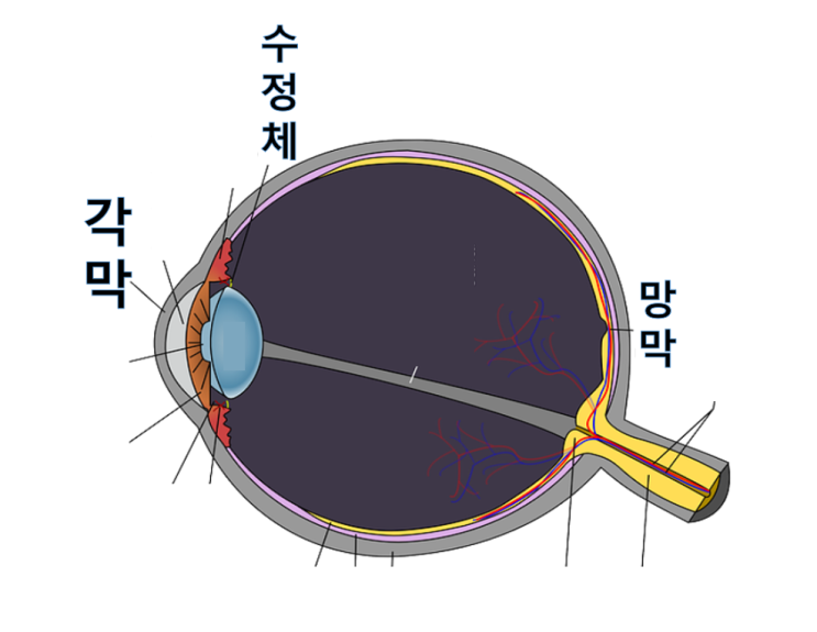  눈노화,백내장수술가격은?