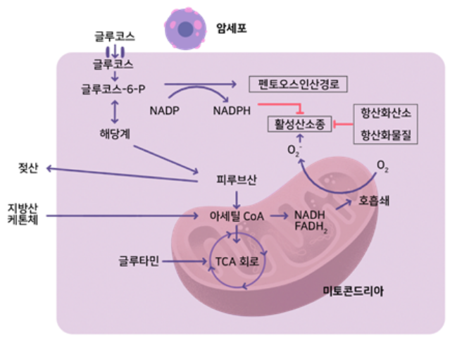  활성산소의 발생량이 늘면? (2)