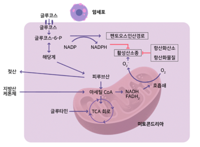 활성산소의 발생량이 늘면? (2)