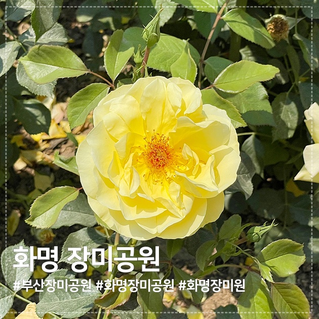 부산데이트코스 추천 :) 꽃향기 가득한 부산 화명동 장미공원, 더 늦기전에 얼른 다녀오세요~