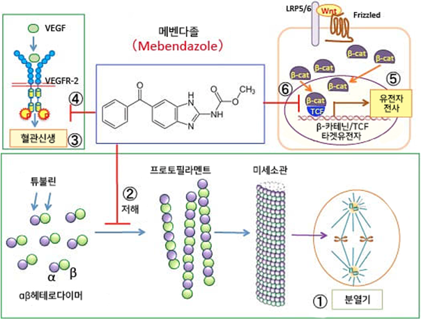 구충제 메벤다졸의 항암작용(1)