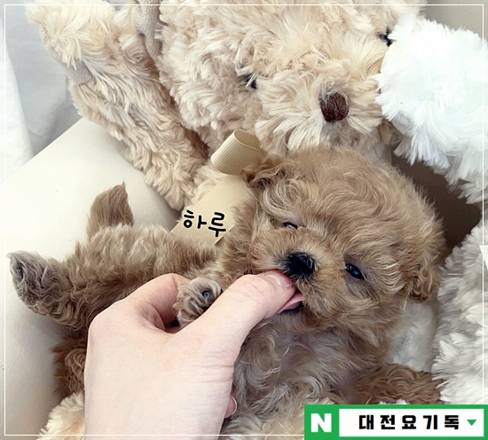  대전보스턴테리어분양 어디가 좋을까?