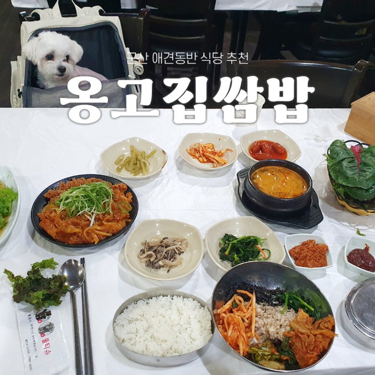  군산 애견동반식당 옹고집쌈밥 내돈내산 후기!