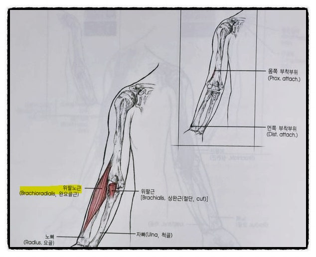 팔꿉관절 (elbow joint) : 네이버 블로그