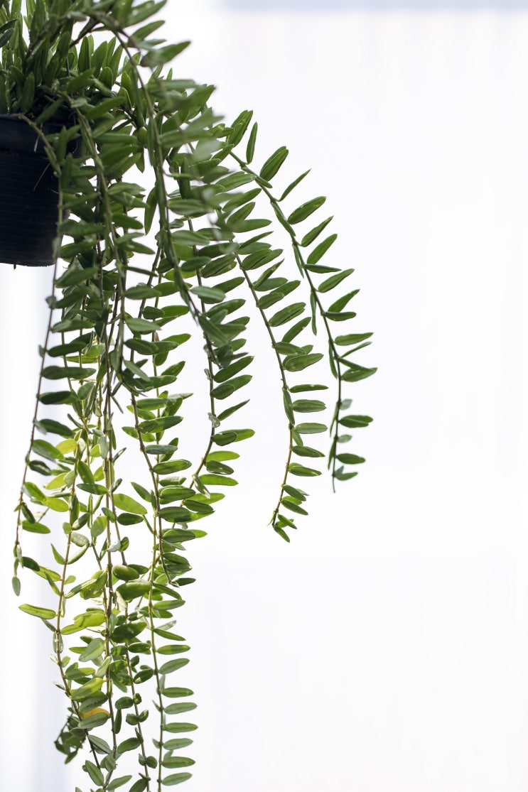  호야 엥글리아나 (Hoya Engleriana) / 엥글레리아나, 앵글리아나, 안젤리나  앤글러리아나 앤젤리아나 안젤리나호야