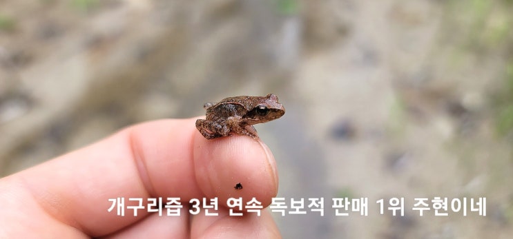  여름 최고의 보양식 북방산개구리즙 효능부터 구매시 주의사항 총정리