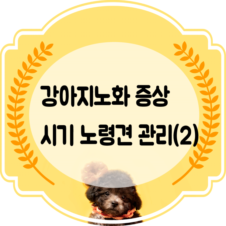  강아지노화 증상 시기 노령견 관리법 2