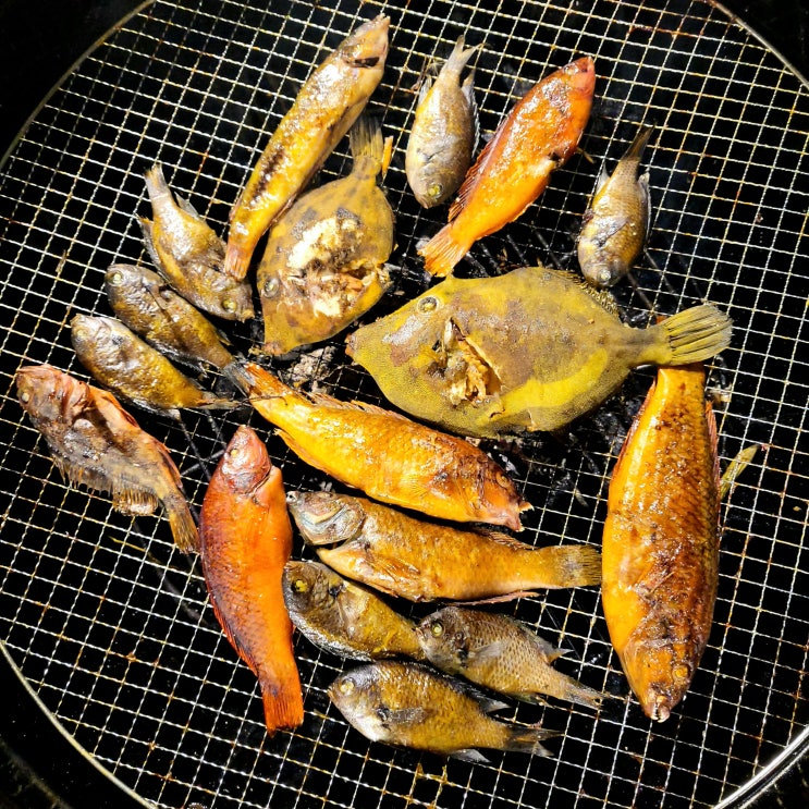  [내돈내산 여행리뷰] 제주 차귀도 배낚시 (진성 배낚시)