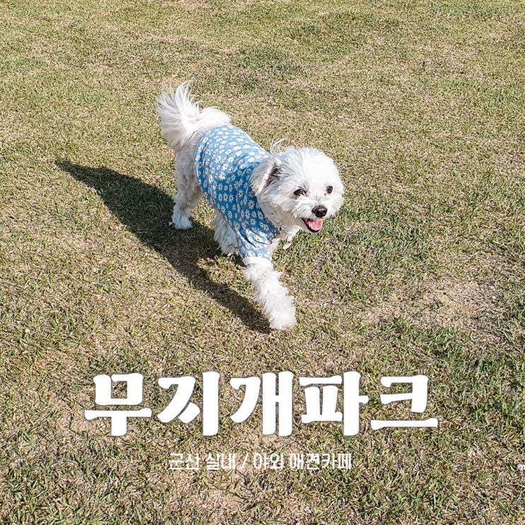  군산 애견카페 무지개파크 야외 잔디밭 좀 작아짐 그래도 좋앙
