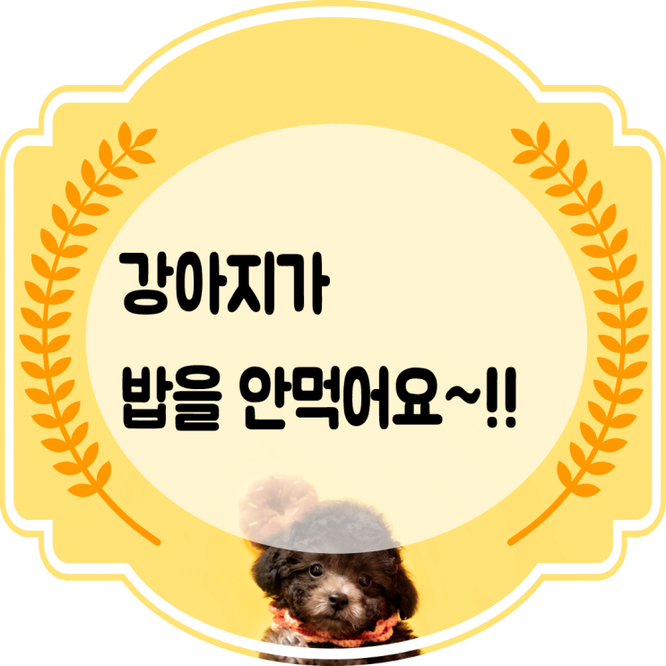  강아지밥을안먹어요 강아지 사료 건강 이야기~!