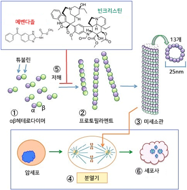  구충제 메벤다졸의 항암작용(2)