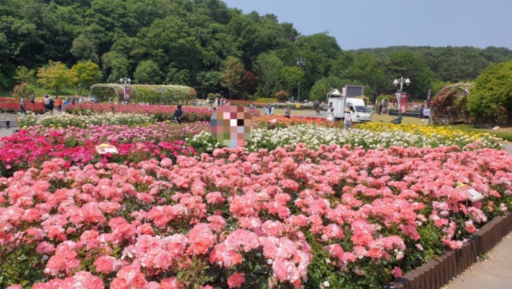  울산대공원장미축제 남문으로오세용~