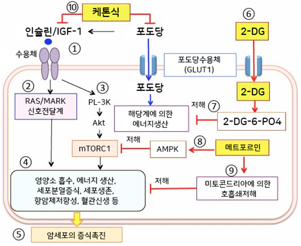 2-디옥시-D-글루코스, 메트포르민과 케톤식의 시너지 항암 작용(1)
