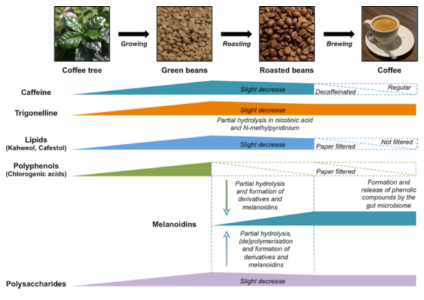 천연항암물질을 제공하는 커피(1)