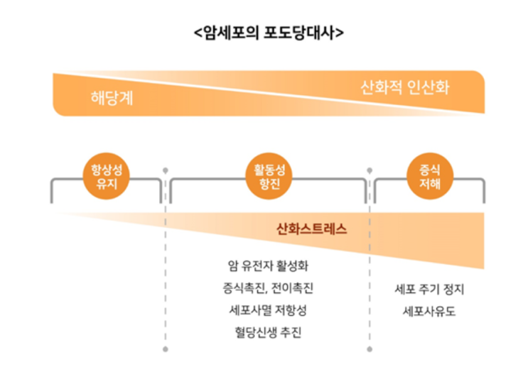 미토콘드리아를 활성화하여 산화스트레스를 높이면 암세포는 자멸한다 (1)