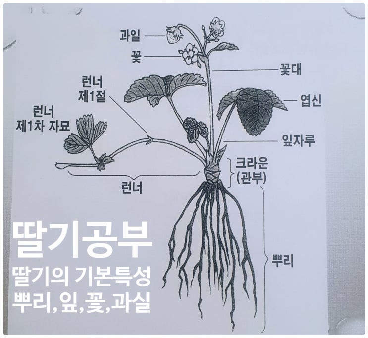  딸기공부<딸기의 기본특성-뿌리,잎,꽃,과실> -전하준교수,김태일박사 자료