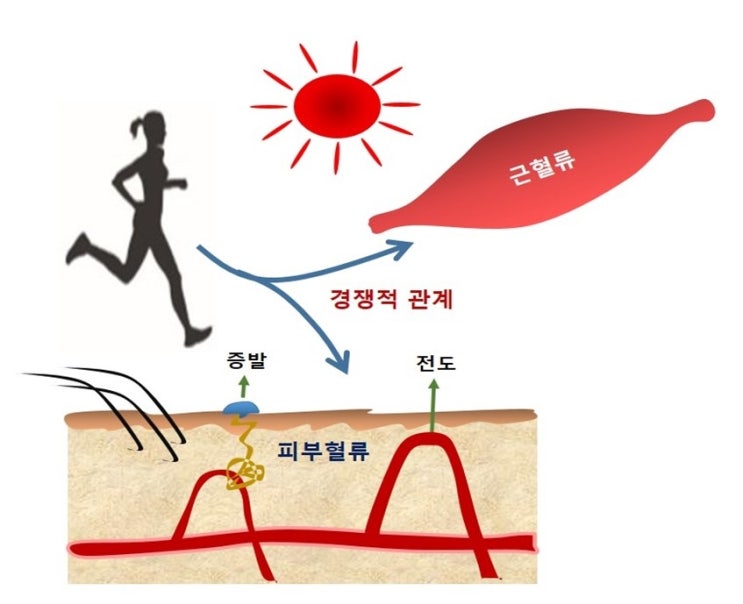  운동전 수분섭취 Prehydration, 갈증중추, 항이뇨호르몬(ADH), 알도스테론