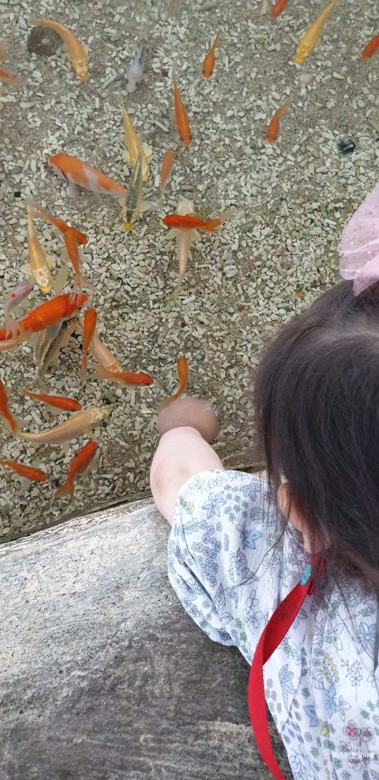 4살아기 맞춤 체험이 가득한 창원 진해해양공원 어류생태관-해양생물테마파크에서 물고기 만지기 터치풀 체험과 할인 정보 그리고 매점 정보