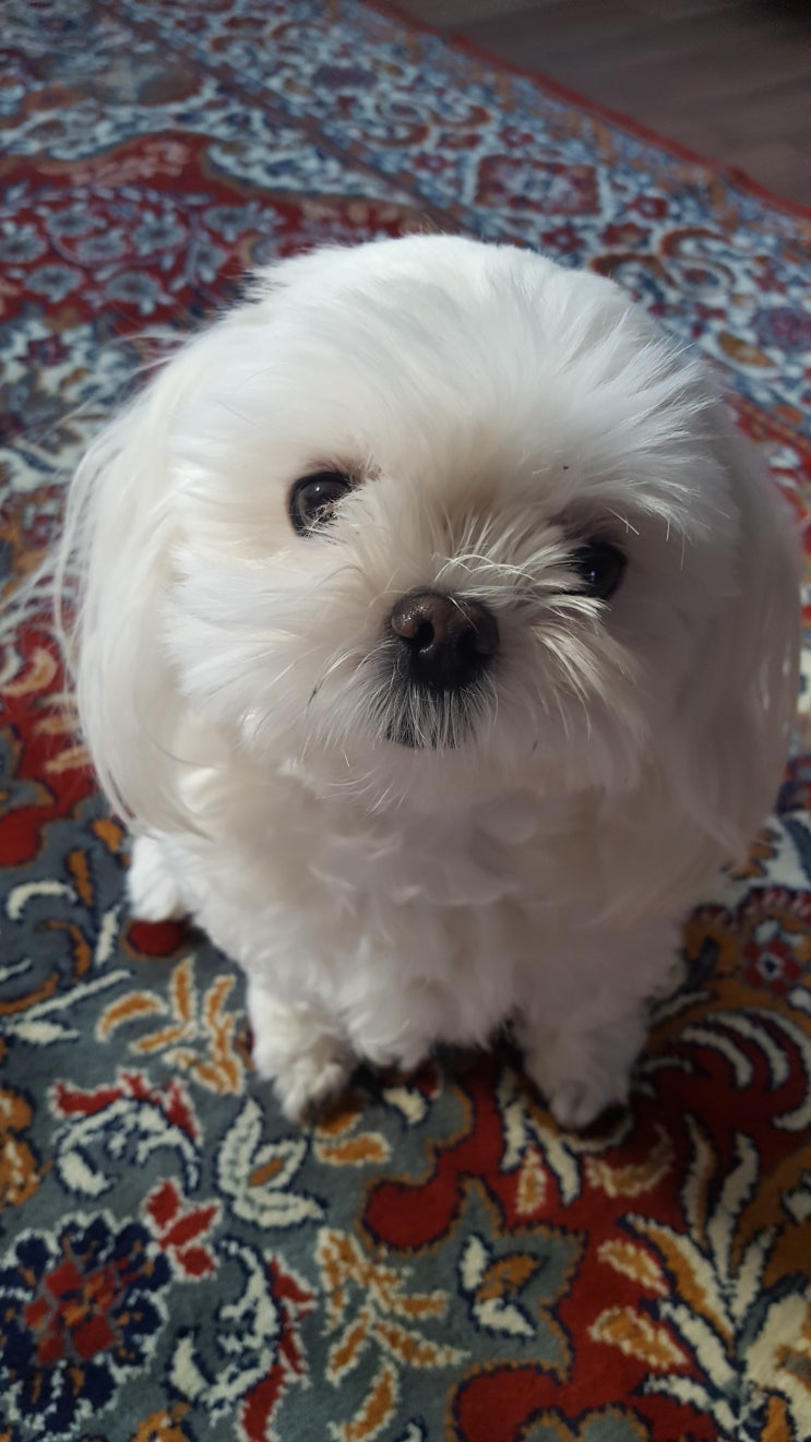  강아지가 몸을 떨어요! 어디 아픈걸까요? 강아지 행동 알아보기
