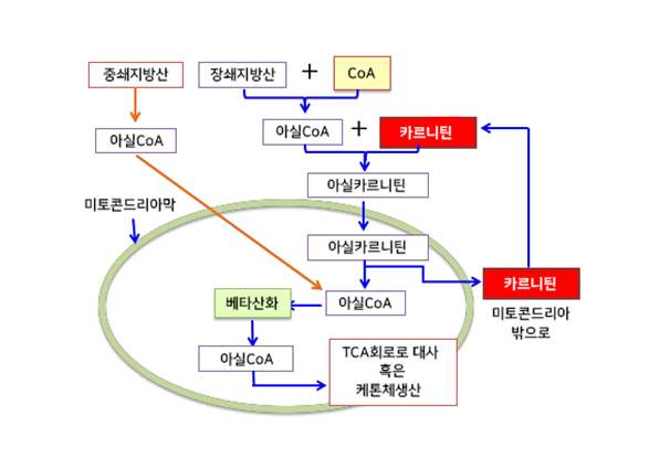  미토콘드리아를 활성화하면 COVID-19에 의한 사망을 막을 수 있다? - 4편