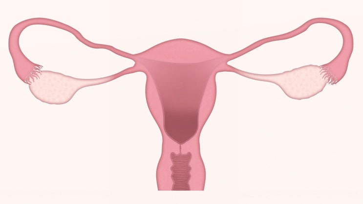  AMH 수치로 보는 난소나이검사