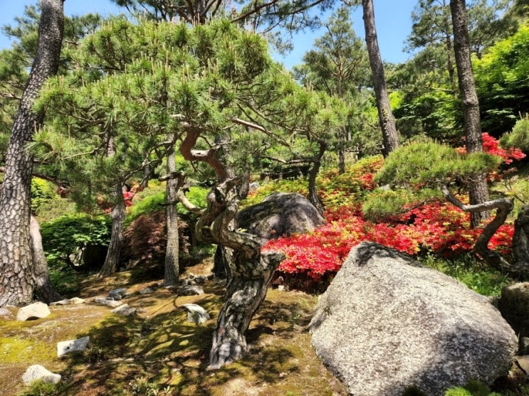  골목집 情 타령 / 수필가 추대식