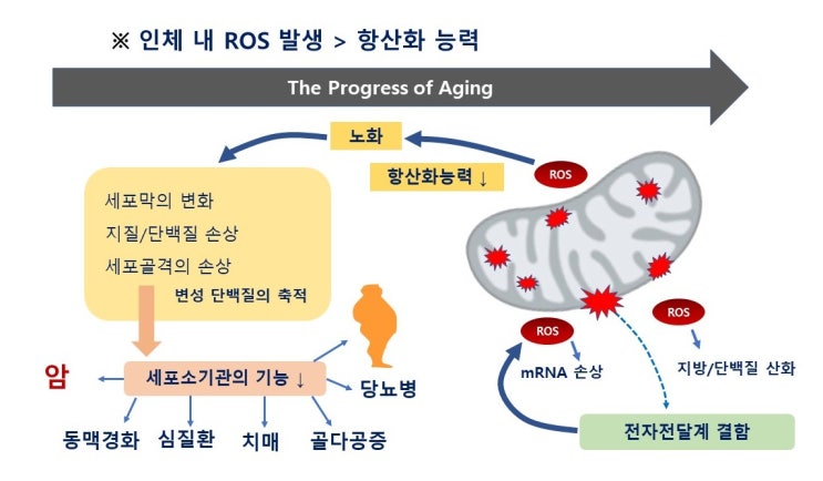  마라톤과 노화, 마라톤을 하면 빨리 늙는다? 활성산소와 항산화효소, 호르미시스 Hormesis