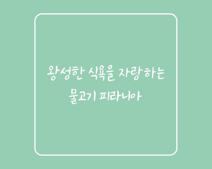  (유용한정보)왕성한 식욕을 자랑하는 물고기 피라니아