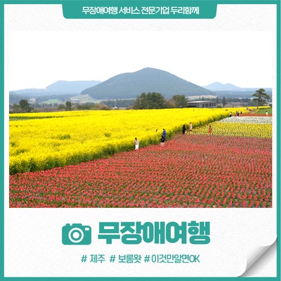 5월 배리어프리 제주 여행, 튤립과 유채꽃 포토존 보롬왓