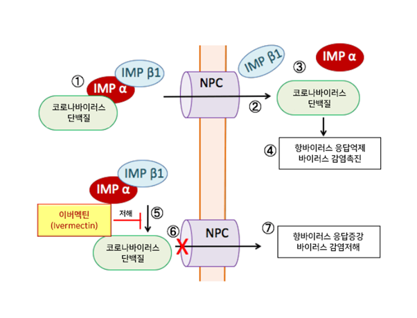 구충제 이버멕틴은 신종 코로나 바이러스를 사멸시키는가?