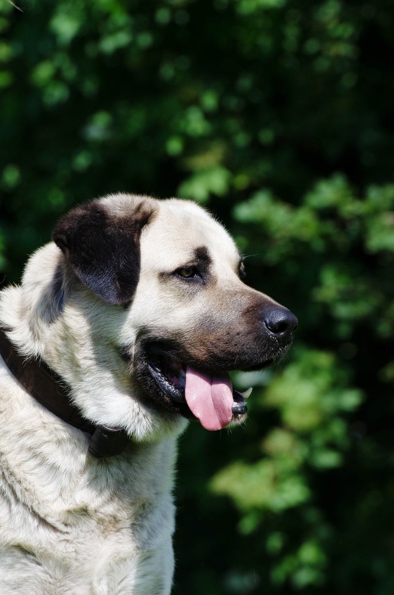 세상에서 가장 힘센 대형견 종류 품종 TOP10 : 네이버 블로그, image size:800x1208