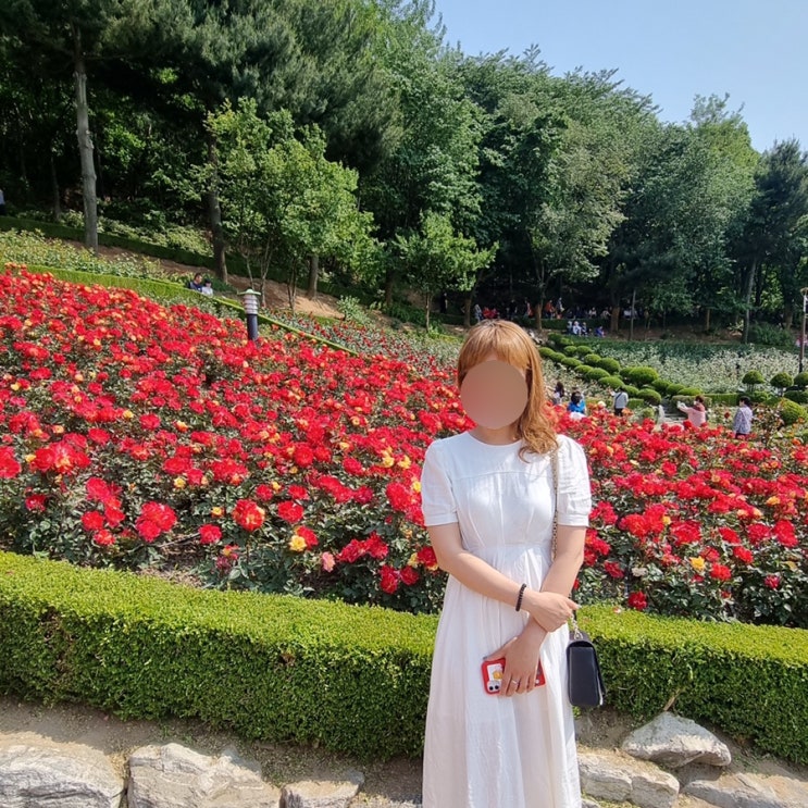  부천 장미축제 백만송이장미공원 실시간, 주차, 개화 6월꽃축제